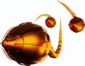 N#:101004 - Evolution 10 - Sperme